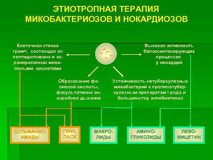 ЭТИОТРОПНАЯ ТЕРАПИЯ МИКОБАКТЕРИОЗОВ И НОКАРДИОЗОВ Высокая активность белоксинтезирующих процессов у нокардий Клеточная стенка грам+,