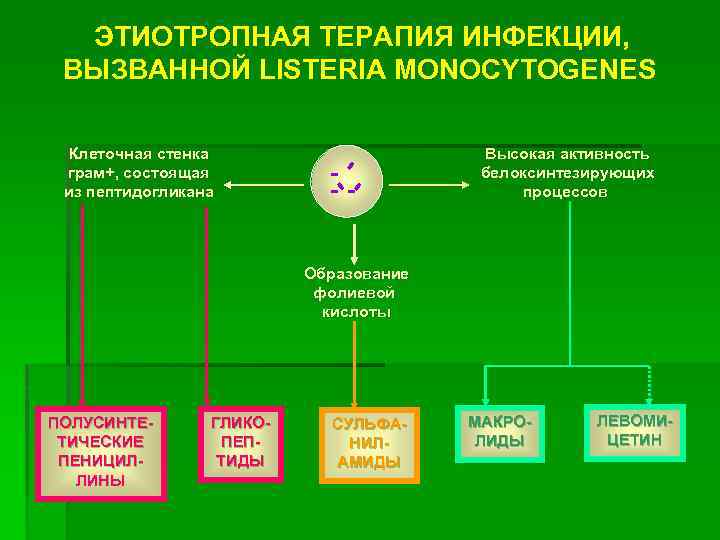 ЭТИОТРОПНАЯ ТЕРАПИЯ ИНФЕКЦИИ, ВЫЗВАННОЙ LISTERIA MONOCYTOGENES Высокая активность белоксинтезирующих процессов Клеточная стенка грам+, состоящая