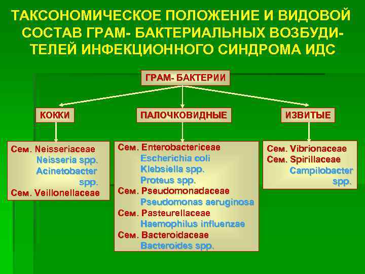 ТАКСОНОМИЧЕСКОЕ ПОЛОЖЕНИЕ И ВИДОВОЙ СОСТАВ ГРАМ- БАКТЕРИАЛЬНЫХ ВОЗБУДИТЕЛЕЙ ИНФЕКЦИОННОГО СИНДРОМА ИДС ГРАМ- БАКТЕРИИ КОККИ