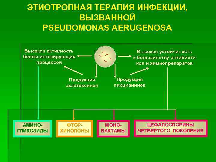 ЭТИОТРОПНАЯ ТЕРАПИЯ ИНФЕКЦИИ, ВЫЗВАННОЙ PSEUDOMONAS AERUGENOSA Высокая активность белоксинтезирующих процессов Продукция экзотоксинов AMИНОГЛИКОЗИДЫ ФТОРХИНОЛОНЫ