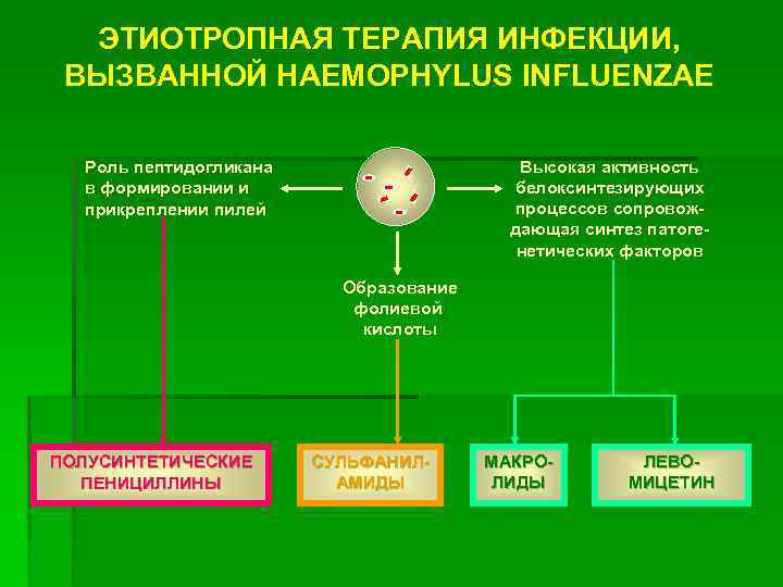 ЭТИОТРОПНАЯ ТЕРАПИЯ ИНФЕКЦИИ, ВЫЗВАННОЙ HAEMOPHYLUS INFLUENZAE Высокая активность белоксинтезирующих процессов сопровождающая синтез патогенетических факторов