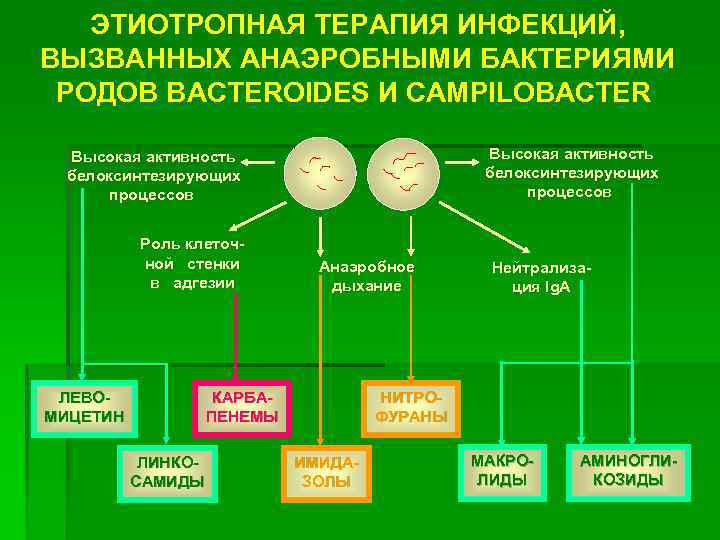 ЭТИОТРОПНАЯ ТЕРАПИЯ ИНФЕКЦИЙ, ВЫЗВАННЫХ АНАЭРОБНЫМИ БАКТЕРИЯМИ РОДОВ BACTEROIDES И CAMPILOBACTER Высокая активность белоксинтезирующих процессов
