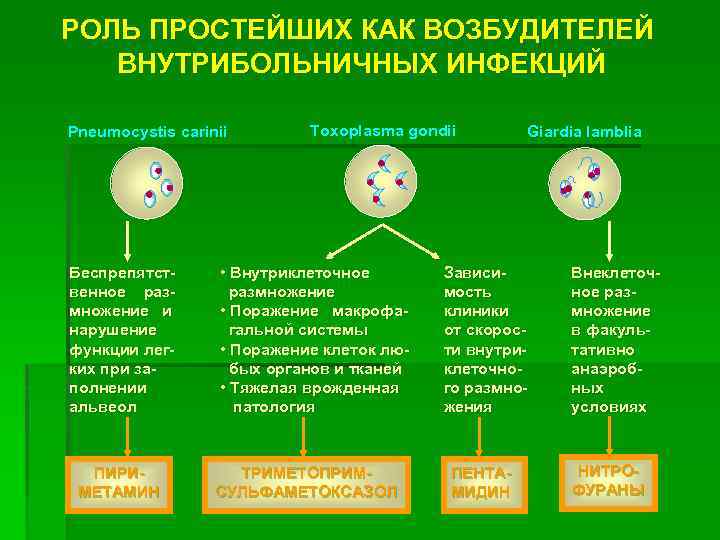 РОЛЬ ПРОСТЕЙШИХ КАК ВОЗБУДИТЕЛЕЙ ВНУТРИБОЛЬНИЧНЫХ ИНФЕКЦИЙ Pneumocystis carinii Беспрепятственное размножение и нарушение функции легких