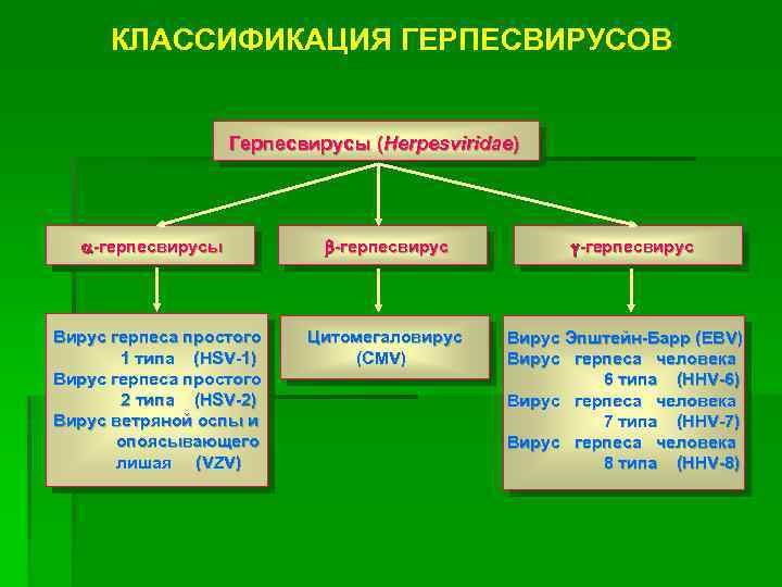 КЛАССИФИКАЦИЯ ГЕРПЕСВИРУСОВ Герпесвирусы (Herpesviridae) -герпесвирусы -герпесвирус Вирус герпеса простого Цитомегаловирус Вирус Эпштейн-Барр (EBV) 1