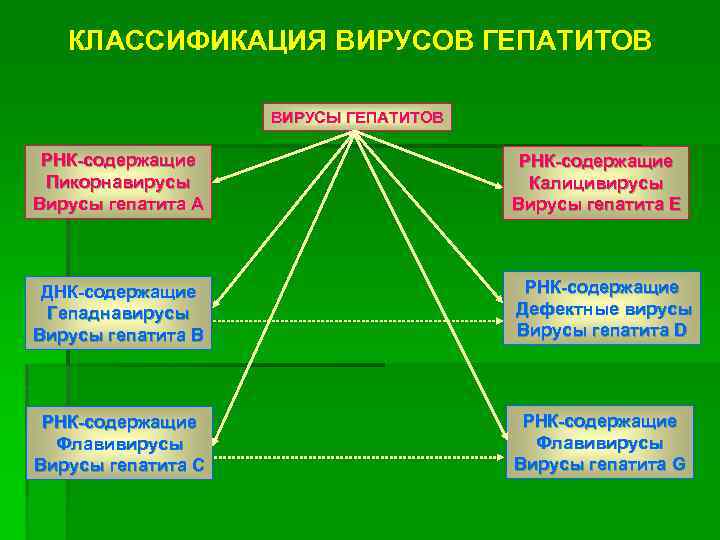 КЛАССИФИКАЦИЯ ВИРУСОВ ГЕПАТИТОВ ВИРУСЫ ГЕПАТИТОВ РНК-содержащие Пикорнавирусы Вирусы гепатита А РНК-содержащие Калицивирусы Вирусы гепатита