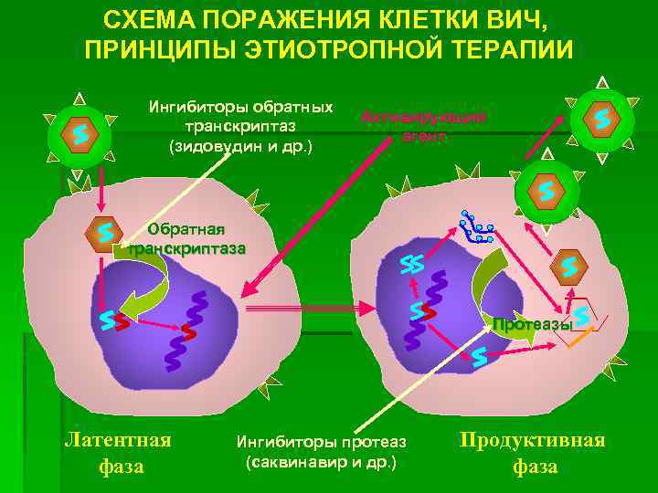 СХЕМА ПОРАЖЕНИЯ КЛЕТКИ ВИЧ, ПРИНЦИПЫ ЭТИОТРОПНОЙ ТЕРАПИИ Ингибиторы обратных транскриптаз (зидовудин и др. )