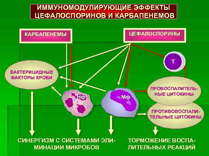 ИММУНОМОДУЛИРУЮЩИЕ ЭФФЕКТЫ ЦЕФАЛОСПОРИНОВ И КАРБАПЕНЕМОВ ЦЕФАЛОСПОРИНЫ КАРБАПЕНЕМЫ Т БАКТЕРИЦИДНЫЕ ФАКТОРЫ КРОВИ Нф Мф ПРОВОСПАЛИТЕЛЬНЫЕ