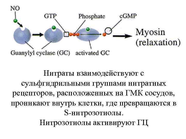  Нитраты взаимодействуют с сульфгидрильными группами нитратных рецепторов, расположенных на ГМК сосудов, проникают внутрь