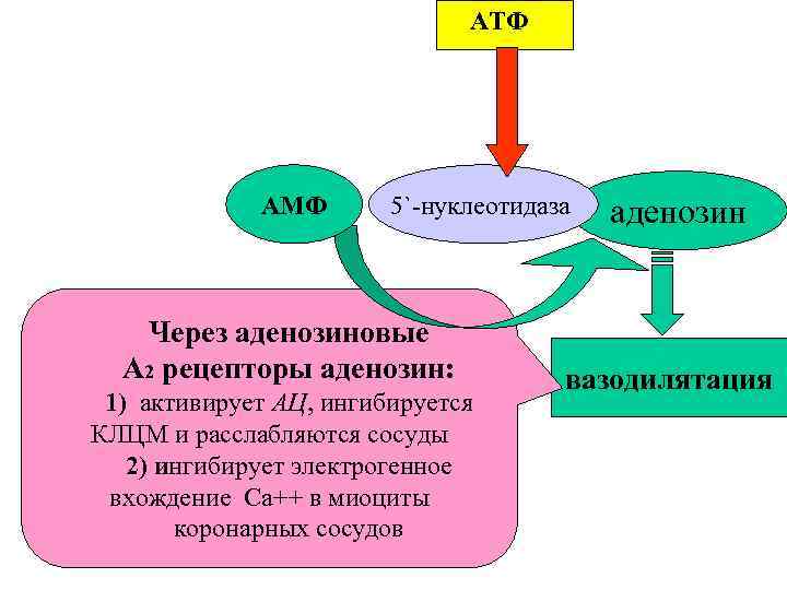 АТФ АМФ 5`-нуклеотидаза Через аденозиновые А 2 рецепторы аденозин: 1) активирует АЦ, ингибируется КЛЦМ
