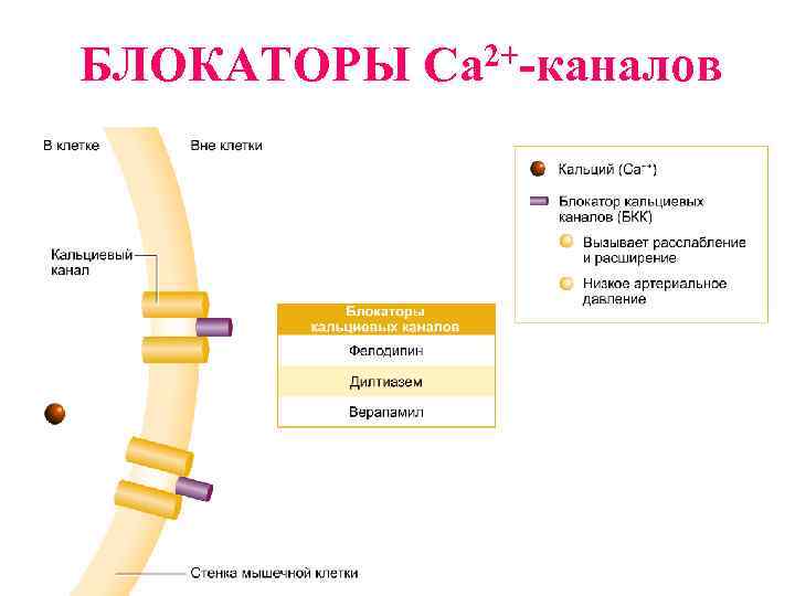 БЛОКАТОРЫ 2+-каналов Ca 