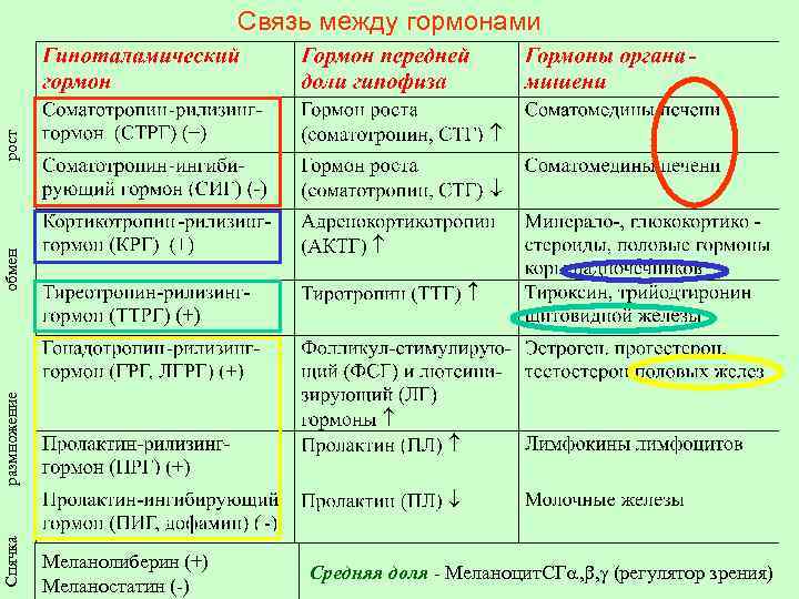Спячка размножение обмен рост Связь между гормонами Меланолиберин (+) Меланостатин (-) Средняя доля -