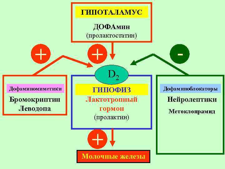 ГИПОТАЛАМУС ДОФАмин (пролактостатин) + - + D 2 Дофаминомиметики Бромокриптин Леводопа ГИПОФИЗ Лактотропный гормон