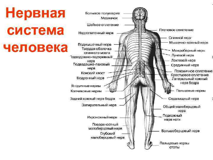 Нервная система человека 