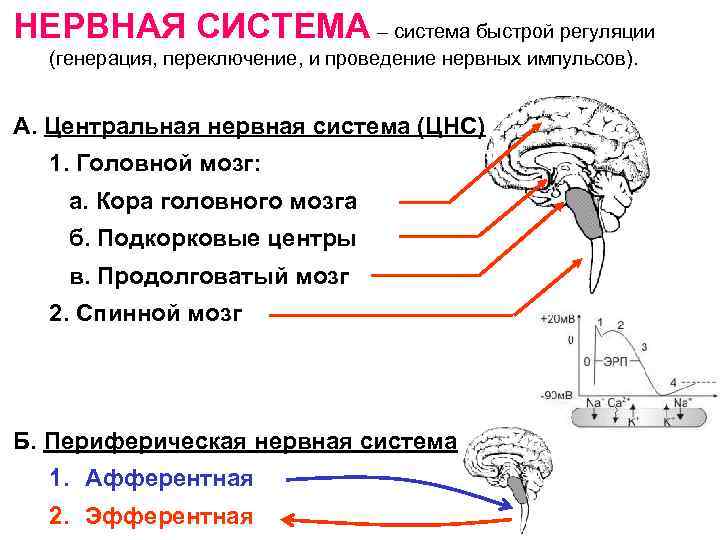 Продолговатый мозг нервные центры регуляции. Функции продолговатого мозга – регуляция. Регуляция движений ЦНС. Центральная нервная система в регуляции движений. Спинальные центры регуляции.