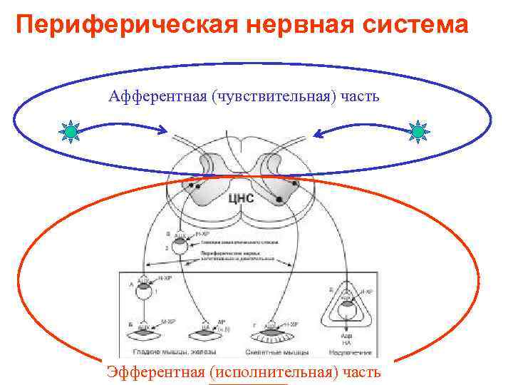 Периферическая нервная система Афферентная (чувствительная) часть Эфферентная (исполнительная) часть 