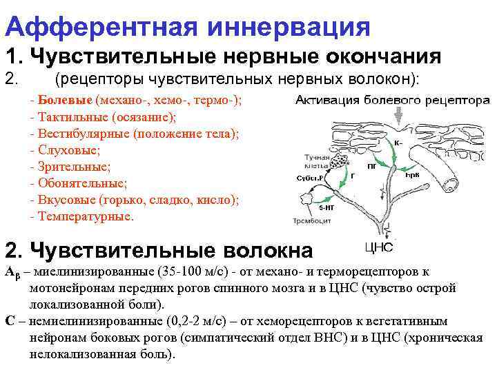 Афферентная иннервация 1. Чувствительные нервные окончания 2. (рецепторы чувствительных нервных волокон): - Болевые (механо-,
