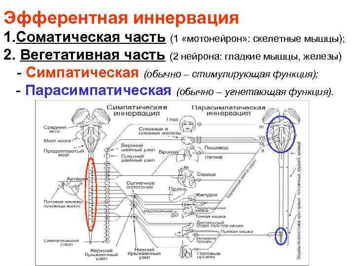 Эфферентная иннервация 1. Соматическая часть (1 «мотонейрон» : скелетные мышцы); 2. Вегетативная часть (2