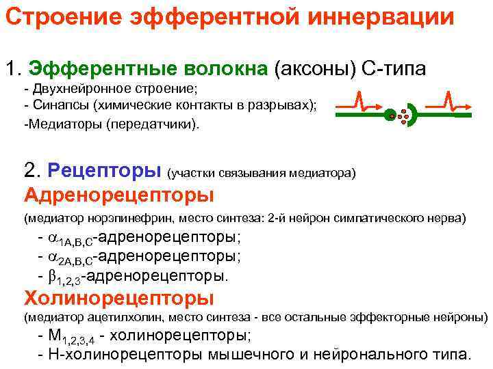 Строение эфферентной иннервации 1. Эфферентные волокна (аксоны) С-типа - Двухнейронное строение; - Синапсы (химические
