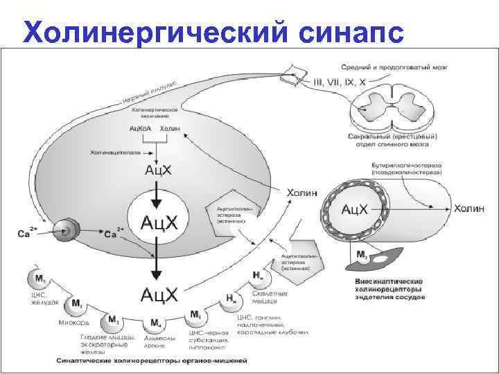 Холинергический синапс 