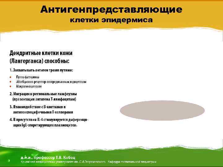 Антигенпредставляющие клетки эпидермиса 