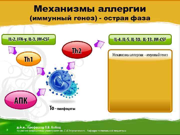 Механизмы аллергии (иммунный генез) - острая фаза 