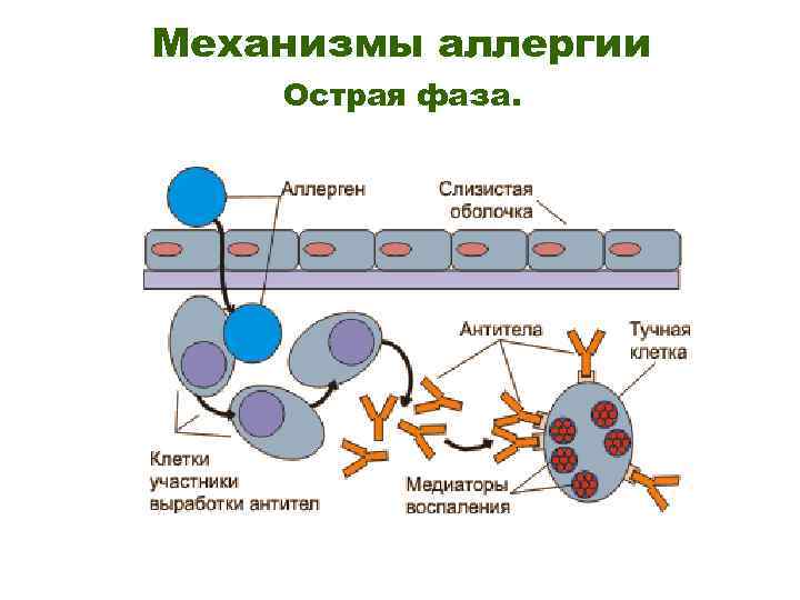 Пищевая аллергия иммунология презентация