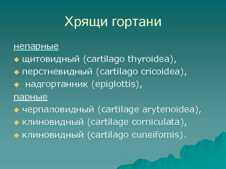 Хрящи гортани непарные u щитовидный (cartilago thyroidea), u перстневидный (cartilago cricoidea), u надгортанник (epiglottis),