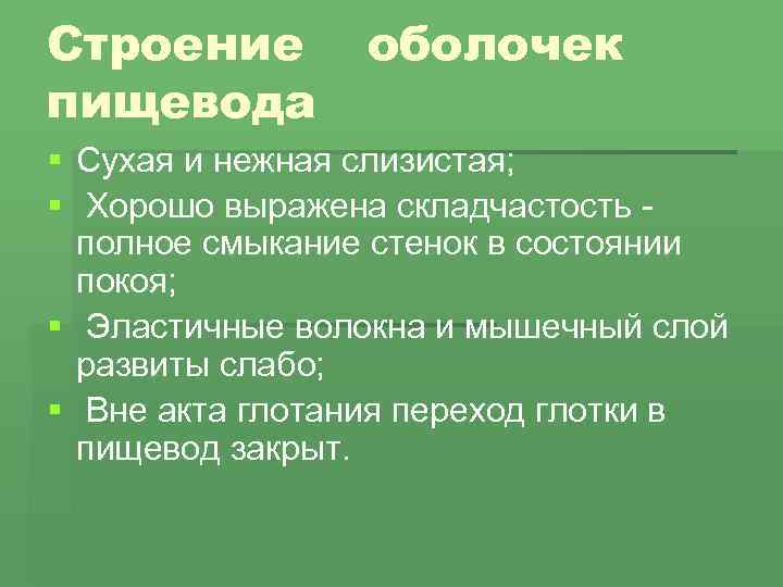 Строение оболочек пищевода § Сухая и нежная слизистая; § Хорошо выражена складчастость - полное