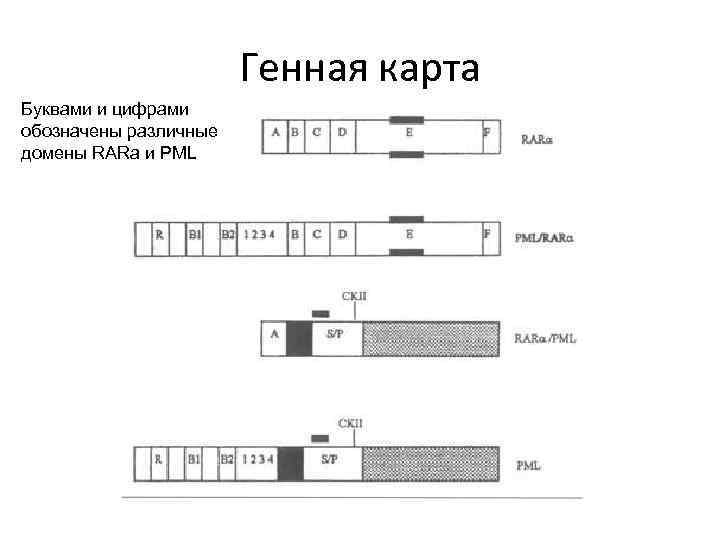 Генная карта Буквами и цифрами обозначены различные домены RARa и PML 