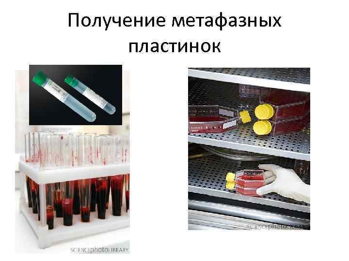 Получение метафазных пластинок 