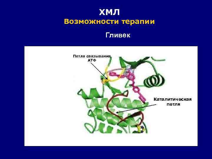 ХМЛ Возможности терапии Гливек Петля связывания АТФ Каталитическая петля 