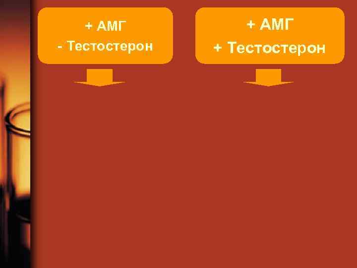 + АМГ - Тестостерон + АМГ + Тестостерон 