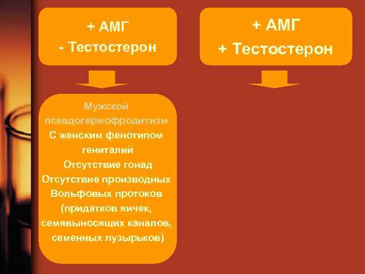 + АМГ - Тестостерон Мужской псевдогермофродитизм С женским фенотипом гениталий Отсутствие гонад Отсутствие производных