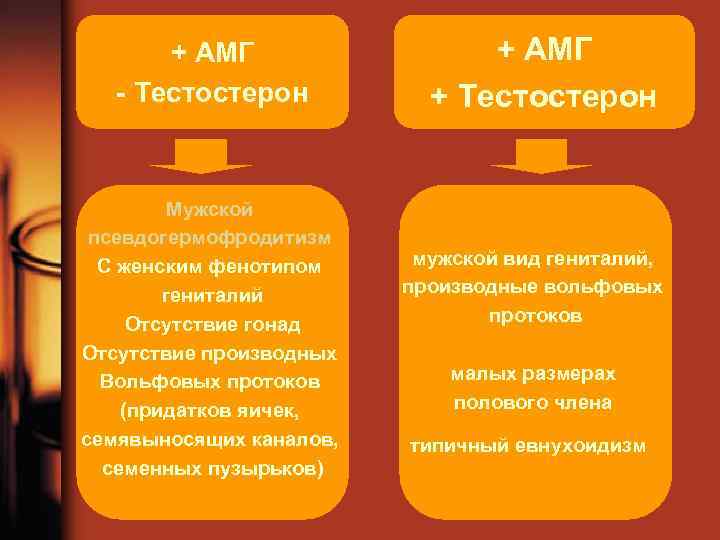 + АМГ - Тестостерон Мужской псевдогермофродитизм С женским фенотипом гениталий Отсутствие гонад Отсутствие производных