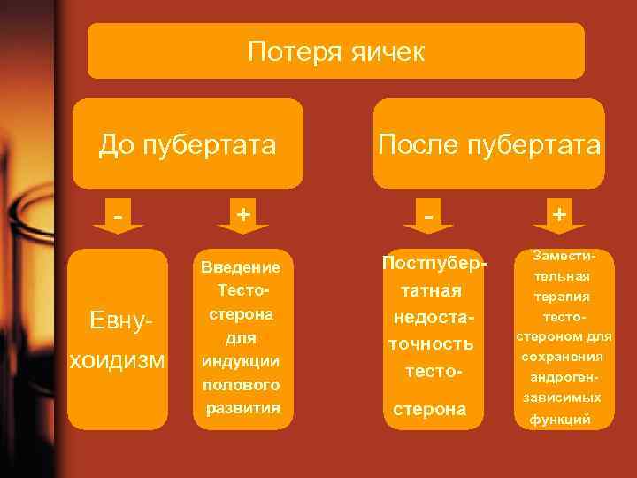 Потеря яичек До пубертата Евну хоидизм + Введение Тестостерона для индукции полового развития После
