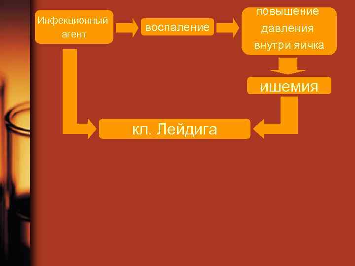 Инфекционный агент воспаление повышение давления внутри яичка ишемия кл. Лейдига 