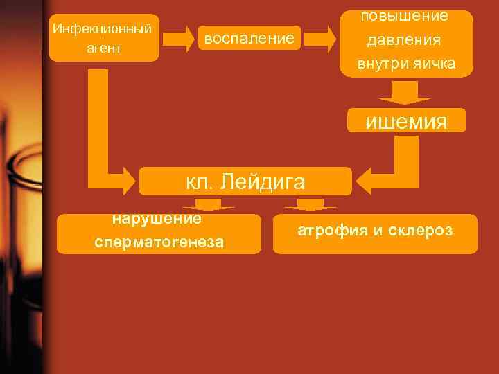 Инфекционный агент повышение давления внутри яичка воспаление ишемия кл. Лейдига нарушение сперматогенеза атрофия и