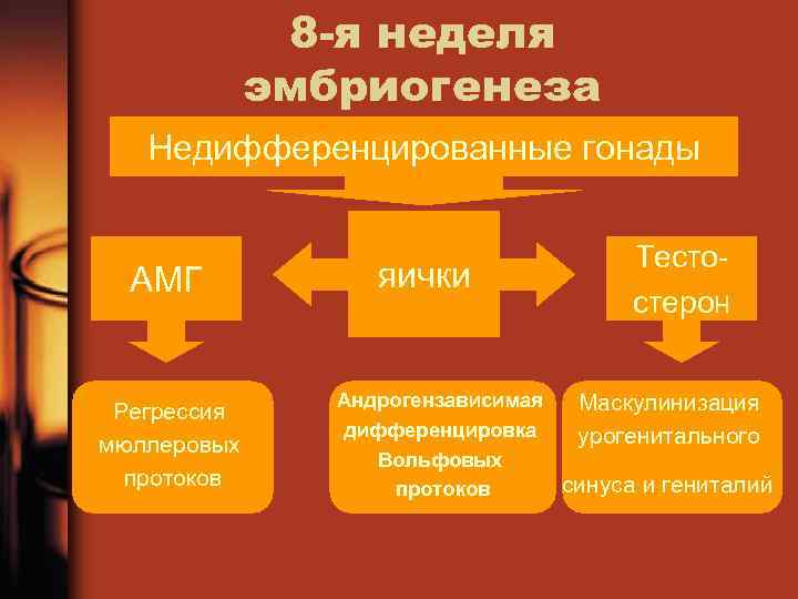 8 -я неделя эмбриогенеза Недифференцированные гонады АМГ Регрессия мюллеровых протоков яички Тесто стерон Андрогензависимая
