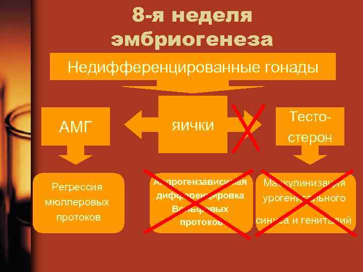 8 -я неделя эмбриогенеза Недифференцированные гонады АМГ Регрессия мюллеровых протоков яички Тесто стерон Андрогензависимая