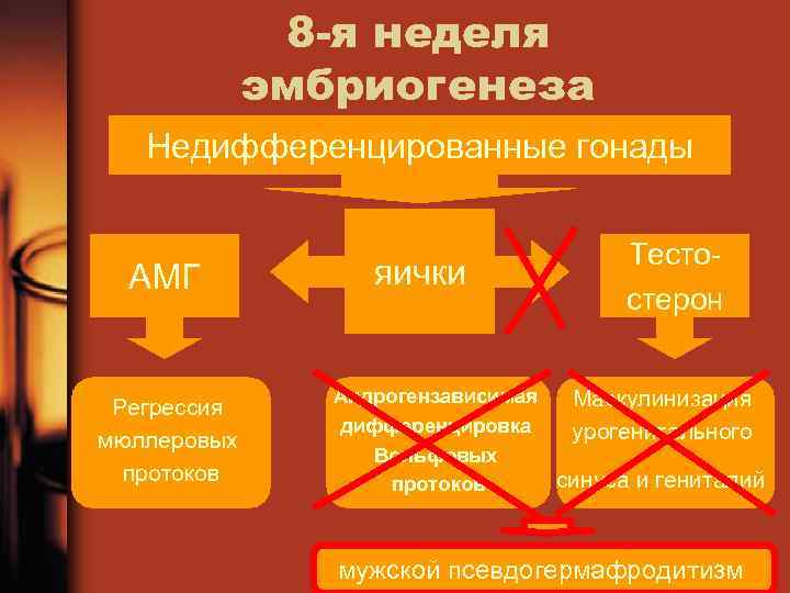 8 -я неделя эмбриогенеза Недифференцированные гонады АМГ Регрессия мюллеровых протоков яички Тесто стерон Андрогензависимая
