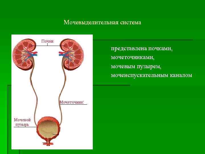 Мочевыделительная система представлена почками, мочеточниками, мочевым пузырем, мочеиспускательным каналом 