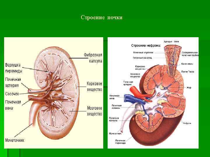 Строение почки 