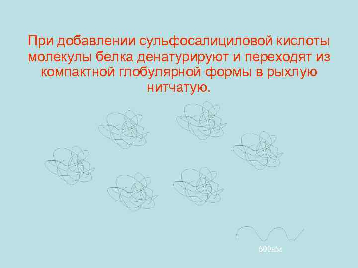 При добавлении сульфосалициловой кислоты молекулы белка денатурируют и переходят из компактной глобулярной формы в
