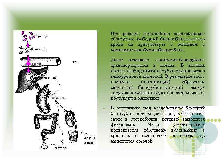  При распаде гемоглобина первоначально образуется свободный билирубин, в плазме крови он присутствует в