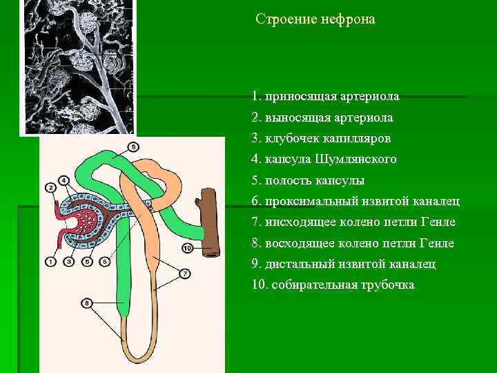  Строение нефрона 1. приносящая артериола 2. выносящая артериола 3. клубочек капилляров 4. капсула