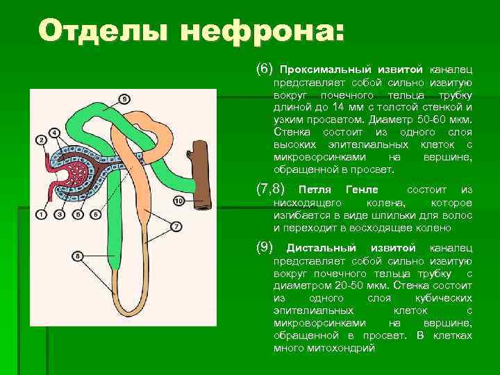 Отделы нефрона: (6) Проксимальный извитой каналец представляет собой сильно извитую вокруг почечного тельца трубку