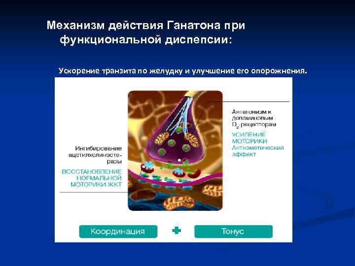 Механизм действия Ганатона при функциональной диспепсии: Ускорение транзита по желудку и улучшение его опорожнения.