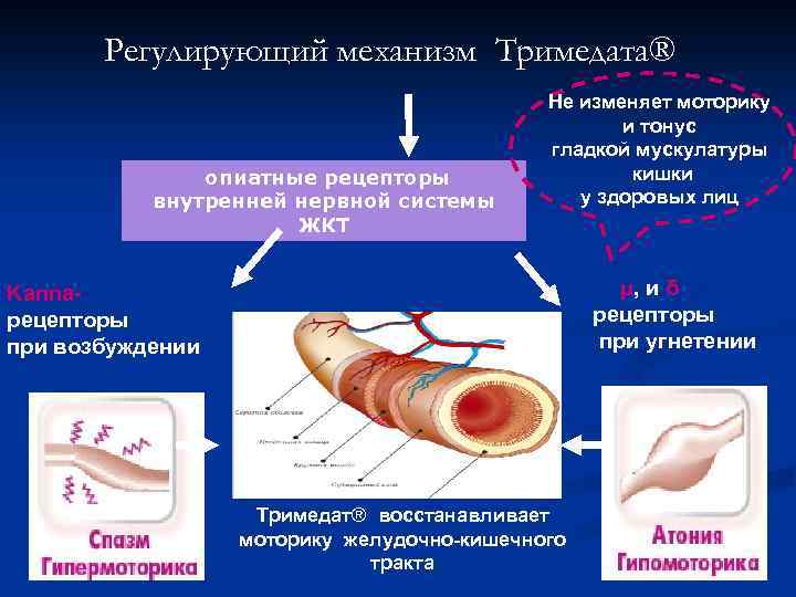 Регулирующий механизм Тримедата® опиатные рецепторы внутренней нервной системы ЖКТ Не изменяет моторику и тонус