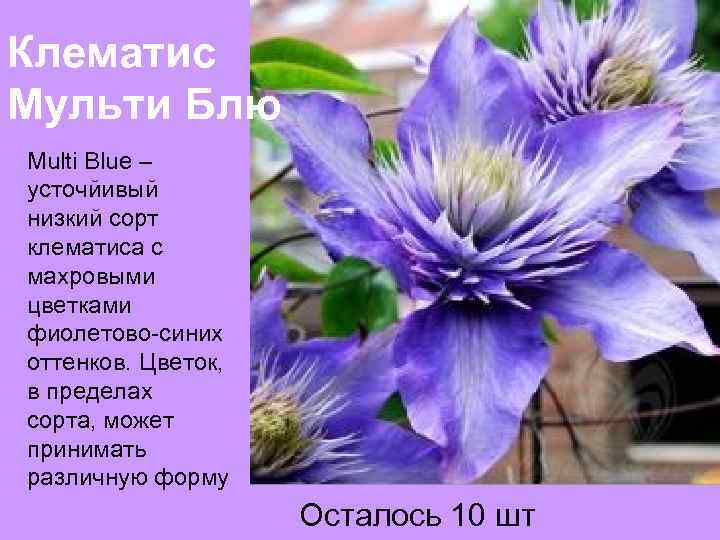 Клематис Мульти Блю Multi Blue – усточйивый низкий сорт клематиса с махровыми цветками фиолетово-синих