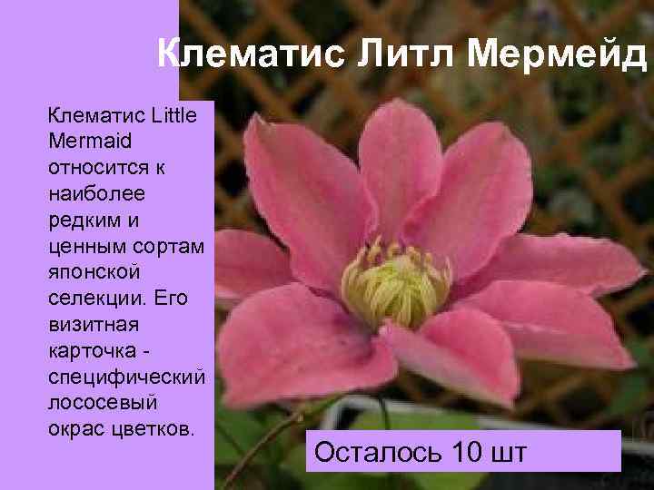 Клематис Литл Мермейд Клематис Little Mermaid относится к наиболее редким и ценным сортам японской